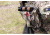 Blue Force Gear Tourniquet Now! Strap Empty, Coyote Brown M-TNS-CB