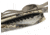 Browning Flex-Wicked Wing Floater Case, Auric, 1410353552