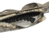 Browning Flex-Wicked Wing Floater Case, Auric, 1410353552