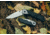 Browning Knife Mountain Ti 2, Boxed, M, 3220321B