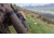 Bushnell Forge 8x42mm Roof Prism Binocular, Dark Earth, BF842T