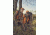 Bushnell Trophy Xtreme Binocular, 10x50, Roof Prism, FMC, PC3, Waterproof, Green, Box, 335105