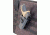 Caldwell Tac Ops Holster Molle Attachment,Black 110086