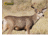 Caldwell The Natural Series Shooting Target Kit - Mule Deer w/Replacement Vitals &amp; Sight-ins 800123