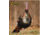Caldwell The Natural Series Shooting Target Kit - Turkey w/Replacement Vitals &amp; Sight-ins 800234