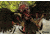 Caldwell ZTR Zombie Flake-Off Vulture, 8 pk 791404