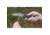Camillus Knives Inject Button Lock Multi-Tool