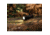 Coast XP6R Flashlight