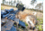 Convergent Hunting Solutions Sidewinder Weapon Mounted Game Call, 3 x 3 x 4in