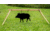 CTS Targets Wild Boar, 28in H x 43in L, 65lb, Steel, NSN N CTS-BOAR-56