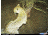 Sample Image Captured by Cuddeback Digital Scouting Camera 1125