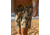 Body Glove OG Scallop 19 Boardshorts - Mustard Palms 48437368, 33, Mustard Palms, DS1260-MUS-33