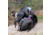 Dave Smith Decoys 3/4 Strut Jake Decoy