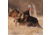 Dave Smith Decoys 3/4 Strut Jake Decoy