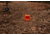 Do All Outdoors Hot Box, Orange, .22 to 50 Cal, ISHB4