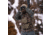 Eberlestock Recon Modular Bino Pack, Multicam, Small, Z1SMM