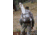 Eberlestock X2 Backpack, Hide Open Timber Veil X2HT
