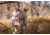 Eberlestock X2 Pack w/FlexChassis Support, Multicam X2MM