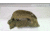 EDEMO Team Wendy EXFIL LTP Carbon Rail 2.0 Helmet Cover, MultiCam, Medium/Large, 71-MHC2-MC-1, EDEMO1