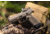 EOTech EFLX Mini Reflex Red Dot Sight, 3 MOA Dot, Tan, EFLX3RWTAN