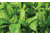 Evolved Habitats Prograze - 4Lb, Black, EVL-EVO70400