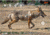 EZ-Aim Allen Paper Four Color Coyote Target, 25X35, 15284