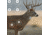 EZ-Aim Splash Non-Adhesive Whitetail Target, Green, 13X24, 15268