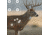 EZ-Aim Splash Non-Adhesive Whitetail Target, Green, 13X24, 15268