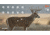 EZ-Aim Splash Non-Adhesive Whitetail Target, Green, 13X24, 15268