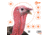 EZ-Aim Turkey Target, 6-Pk, 12X12, 15322