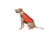 Higdon Outdoors MOmarsh Versa Vest Replacement Panels -Orange 3E2A6313, HG34132