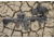 FAB Defense 2nd Gen Bipod-Foregrip with Built-in Tactical Light, Black, FX-TPODG2SLB