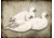 Final Approach Last Pass 12 Pack Snow Goose, Shells Upright, Box