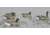 Final Approach Speacklbelly Floated Decoys