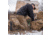 First Lite Granite Pants - Mens