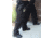 Flying Cross Deluxe Tactical Pants W/ Cargo Pockets, Lapd Navy - 393008640REG