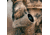 FoxPro Prowler Digital Call, ABS Polymer, Tan, PROWLER
