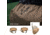 FoxPro XWAVE Game Call Scout Pack, Tan, FXPSCOUTPK