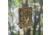 G-Code Rifle Soft Shell Scorpion Magazine Carrier, Tan Frame/Tan Shell, Rifle, SS-R1-LOOP-TNTN