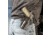 Galco Concealable 2.0 Premium Steerhide Belt Holster