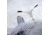 Hard Core Rain Maker - Snow Goose Flag, 02-100-0005