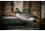 Hard Core Rugged FB Canada Goose Touchdown - flocked head, 6-pack, 01-100-0040