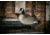 Hard Core Rugged FB Canada Goose Touchdown - Fully Flocked, 6-pack, 01-100-0037