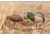 Hard Core Rugged FB Feeder - painted, 6-pack, 01-200-0027