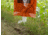 Harmon Scents Drip Bag Systems Combo w/Triple Heat Drip and Dominant Buck Scent, CCHTHDBK