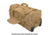 Hazard 4 V20 Shoreleave Rugged Luggage, Coyote, One Size, LUG-SL20-CYT
