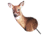 Heads Up Decoy Whitetail Doe Decoy, Brown 73688