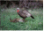 Higdon Outdoors 1/4 Strutt &amp; Laydown Hen, Jake &amp; Jill, 63181