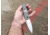 Hoffner Knives 2.8in Snap Folding Knife, 6.8in, Smooth Edge, Dark Ops Handle, Silver Finish, FK-S2SBS-CDO