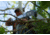 Hooyman 10 Foot Extendable Tree Saw, 655227